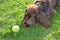 Field spaniel with tennisball