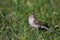 Field Sparrow  807024