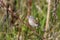 Field Sparrow  807026
