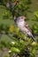 Field Sparrow  807070
