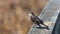 Field Sparrow bird