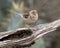 Field Sparrow on a log in the Transitions Bird and Wildlife Photography ranch near Uvalde, Texas.