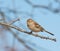 Field Sparrow in an Oak tree