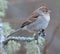 Field Sparrow Perched