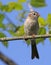 Field Sparrow Profile