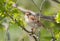 Field Sparrow resting in a bush