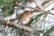 Field Sparrow (Spizella pusilla) On A Snow-covered Branch