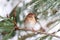 Field Sparrow (Spizella pusilla) On A Snow-covered Branch