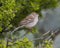 Field Sparrow in a tree in the Transitions Bird and Wildlife Photography ranch near Uvalde, Texas.