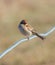 Field Sparrow on Wire