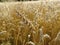 A field of spelt in germany