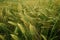 Field of spikelets. agriculture. closeup