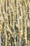 Field of spikelets of rye in the sunlight in the afternoon.