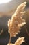 Field of spikelets under the sunlight