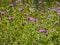 Field of spontaneous mountain fuchsia flowers
