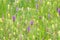 Field of Spotted-orchids Dactylorhiza maculata and Yellow Rattle Rhinanthus minor