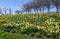 A Field Of Spring Daffodils