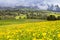 Field of spring dandelions