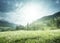 Field of spring dandelions in Dolomites