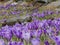 Field of Spring flowers- crocus , beautiful flowers.