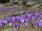 Field of Spring flowers- crocus , violet flowers.