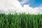 Field of spring grass and beautiful blue sky.