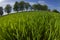 Field of spring greens