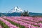 Field of Spring Tulips Blooming with an old Tractor and Snow Capped Mountain.