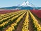 Field of Spring Tulips Blooming with a red windmill and Snow Capped Mountain.