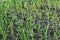 Field of sprout spring garden plants onion floral background