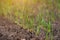 Field with sprouted winter crops in a row, low wheat, before hibernation.