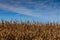 Field of standing dead corn, brown and gold foliage and stalks, blue sky copy space