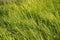 field of Star Grass (Rynchospora nervosa