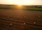 Field with straw bales after harvest against green corn field in sunset against farms in background. Crop season. Aerial view of a