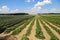 Field with strawberries