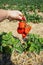 A field of strawberries, a hand holds a harvested berry. gardening at home.