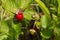 field strawberries, wild strawberries ripe beautiful red juicy