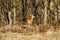 Field Study of a Steenbok Antelope