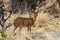 Field Study of a Steenbok Antelope