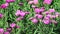 Field of Stunning Vibrant Pink Carnation Flowers in the Wind on a Sunny Day