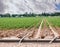 Field of Sugar Beets Near a small Town