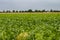 Field of suger beet, green leafes