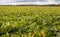 field of suger beet, green leafes