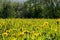 Field Sun dandelion