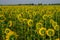 Field of sunflower blossom in a garden, view from back of  yellow petals of flower head spread up and blooming on green leaves