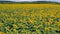 Field sunflower growing seeds sunflower oil production industry fields at dawn flying by drone