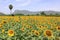 A field of sunflower plants in Tamil Nadu, India