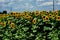 Field of sunflowers