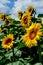 Field of sunflowers