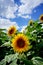 Field of sunflowers